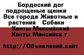 Бордоский дог подрощеные щенки.  - Все города Животные и растения » Собаки   . Ханты-Мансийский,Ханты-Мансийск г.